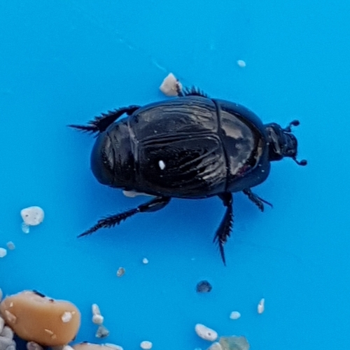 Hypocaccus dimidiatus maritimus