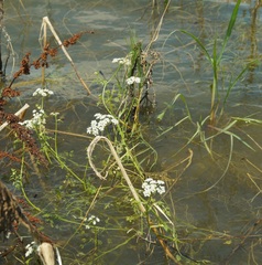 Oenanthe aquatica
