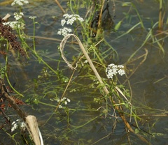 Oenanthe aquatica