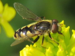 Parhelophilus rex