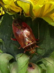Lygus rubroclarus