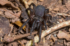 Mandjelia mccrackeni