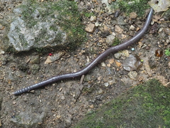 Pheretima praepinguis