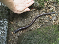 Pheretima praepinguis