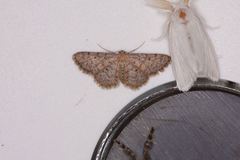 Idaea ferrilinea