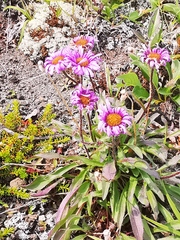 Erigeron thunbergii