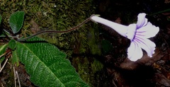 Streptocarpus rexii