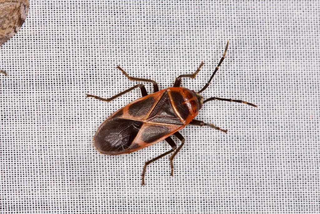 Physopelta australis