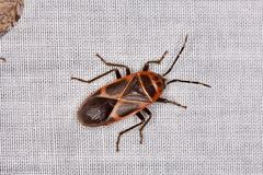 Physopelta australis