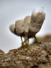 Arcyria riparia