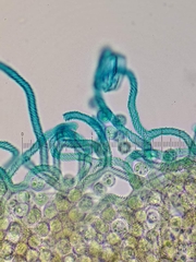 Arcyria riparia