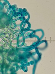 Arcyria riparia