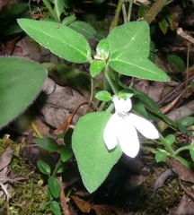 Justicia tubulosa late-ovata