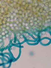 Arcyria riparia