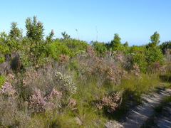 Erica uberiflora