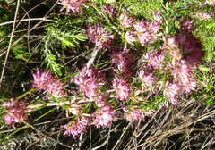 Erica uberiflora