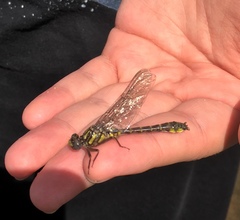 Hylogomphus apomyius