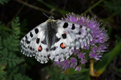 Parnassius nomion