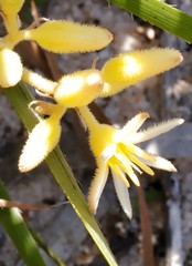 Conostylis aculeata