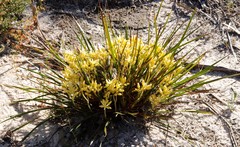 Conostylis aculeata