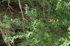 Freycinetia scandens