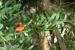 Freycinetia scandens