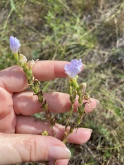 Linum hirsutum