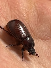 Oxygrylius peninsularis