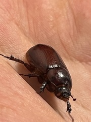 Oxygrylius peninsularis