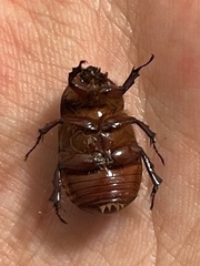 Oxygrylius peninsularis