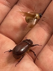 Oxygrylius peninsularis