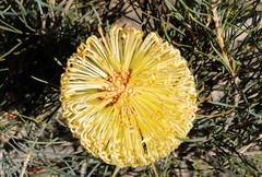 Banksia grossa