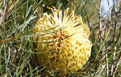 Banksia grossa