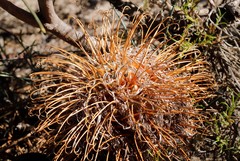 Banksia grossa
