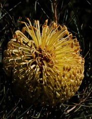 Banksia grossa
