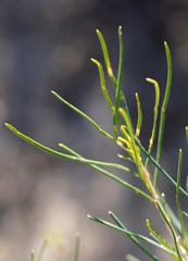 Banksia grossa