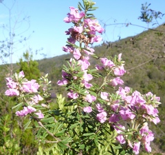 Indigofera flabellata