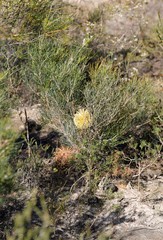 Banksia grossa