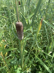 Typha incana