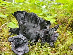 Polyozellus purpureoniger