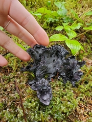 Polyozellus purpureoniger