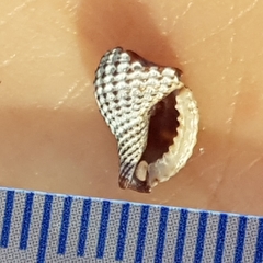 Raphitoma purpurea