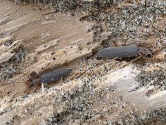 Copidita quadrimaculata