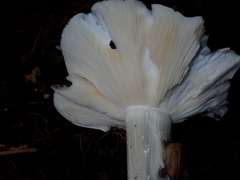 Termitomyces fuliginosus