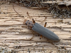 Copidita quadrimaculata