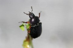 Platycerus caraboides