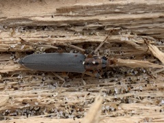 Copidita quadrimaculata
