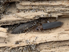 Copidita quadrimaculata