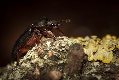 Platycerus caraboides