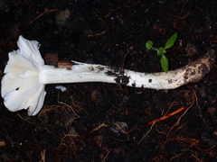 Termitomyces fuliginosus